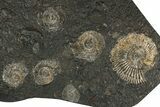 Fossil Ammonite Cluster - Posidonia Shale, Germany #350874-1